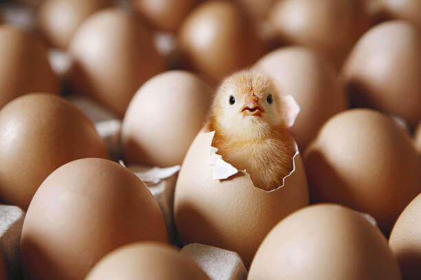 Chicks 1, MNA Plastic Industries, MNA Plastic Industry: Plastic Solutions for Poultry, Baskets & Bins, Poultry equipment manufacturers, Poultry products, shell, crate, tray.