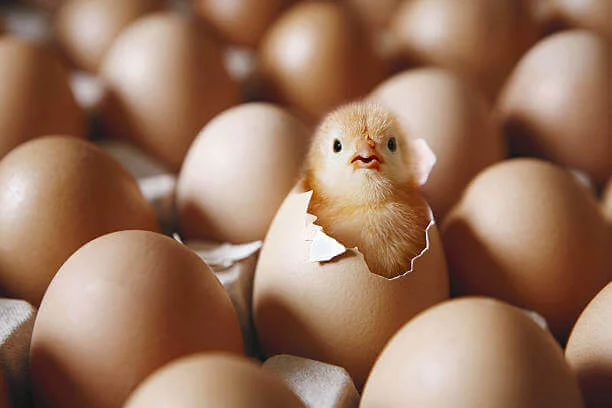 Chicks 1, MNA Plastic Industries, MNA Plastic Industry: Plastic Solutions for Poultry, Baskets & Bins, Poultry equipment manufacturers, Poultry products, shell, crate, tray.