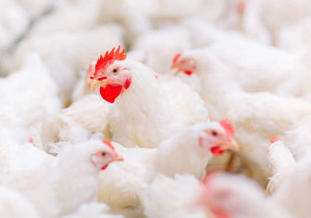 MNA Plastic Industries, MNA Plastic Industry: Plastic Solutions for Poultry, Baskets & Bins, Poultry equipment manufacturers, Poultry products, shell, crate, tray.