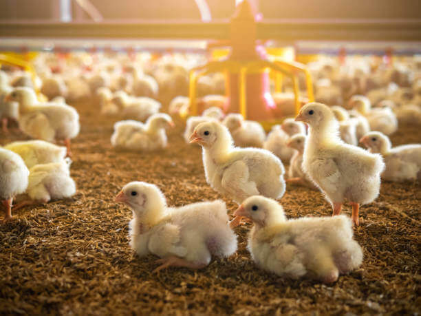 MNA Plastic Industries, MNA Plastic Industry: Plastic Solutions for Poultry, Baskets & Bins, Poultry equipment manufacturers, Poultry products, shell, crate, tray.